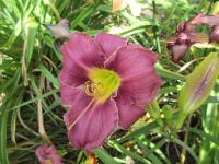 Hemerocallis (Denivka 'Ebony Hager')