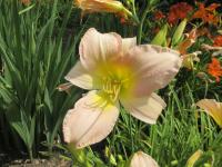 Hemerocallis (Denivka 'Catherine Woodbury')