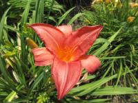 Hemerocallis (Denivka 'Gift of Love')