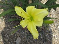 Hemerocallis (Denivka 'Ruffian')