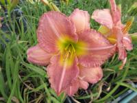 Hemerocallis (Denivka 'Kama Sutra')