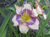 Hemerocallis (Denivka 'Rogue River')
