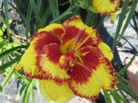 Hemerocallis (Denivka 'Executive Order')