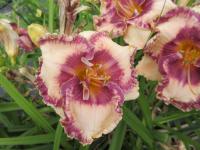 Hemerocallis (Denivka 'Hanalei Bay')