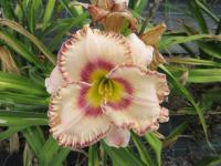 Hemerocallis (Denivka 'Here Lies Butch')