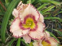Hemerocallis (Denivka 'Here Lies Butch')