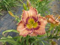 Hemerocallis (Denivka 'Blue Martini')