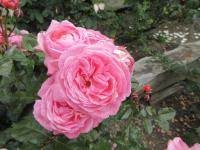 Rosa (Růže 'Kölner Flora')