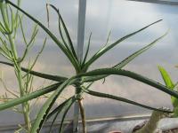 Aloidendron