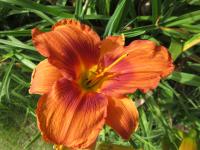 Hemerocallis (Denivka 'Duke of Durham')
