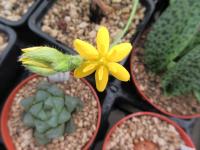 Hypoxis obtusa (Tvrzeň)