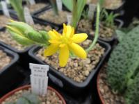 Hypoxis obtusa (Tvrzeň)