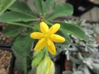 Hypoxis obtusa (Tvrzeň)