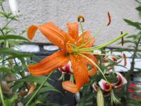 Lilie 'Gerlach' - Aurelian hybridy