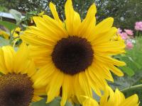 Helianthus annuus (Slunečnice roční 'Dancing Sun')