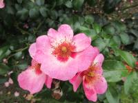 Rosa (Růže 'Eyes on Me' - Mnohokvěté růže)