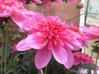 Dahlia coccinea (Jiřinka Maxi Starburst Pink)