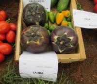 Solanum melongena (Lilek vejcoplodý 'Laura')