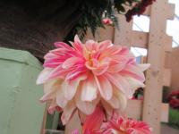 Dahlia (Jiřinka 'Happy Butterfly' - Leknínovité jiřinky)