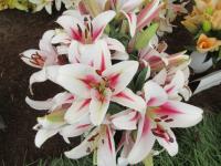Lilium (Lilie 'Gaucho' - OT hybridy)