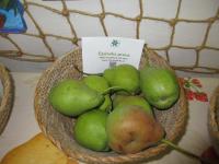 Hrušeň obecná 'Čáslavka pravá'