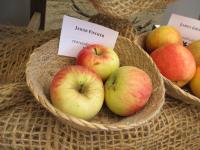Jabloň domácí 'Jakob Fischer'