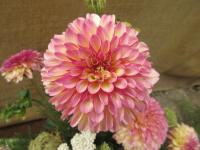 Dahlia (Jiřinka 'Foxy Lady')