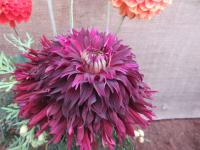 Dahlia (Jiřinka 'Manor Jane')