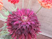 Dahlia (Jiřinka 'Manor Jane')