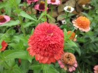 Zinnia elegans (Ostálka sličná 'Skabiosa')