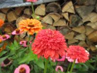 Zinnia elegans (Ostálka sličná 'Skabiosa')