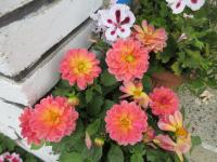 Dahlia (Jiřinka 'Lubega Power Tropical Punch')