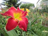 Hemerocallis (Denivka 'Barbara Mandrell')