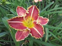 Hemerocallis (Denivka 'Prickly Pear')