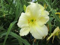 Hemerocallis (Denivka 'Gentle Shepherd')