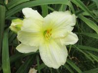 Hemerocallis (Denivka 'Gentle Shepherd')