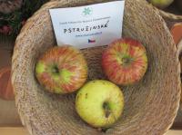 Malus domestica (Jabloň domácí 'Pstružinské')