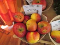 Malus domestica (Jabloň domácí 'Prima')