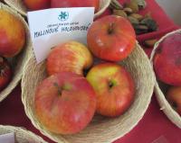 Jabloň domácí 'Malináč holovouský'