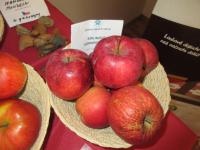 Jabloň domácí 'Malinové hornokrajské'