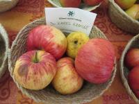 Malus domestica (Jabloň domácí 'Dr Karel Kramář')
