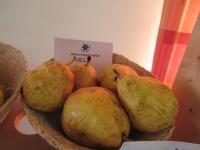 Pyrus communis (Hrušeň obecná 'Nela')