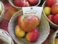 Malus domestica (Jabloň domácí 'Solivarské ušlechtilé')