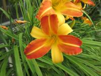 Hemerocallis (Denivka 'Frans Hals')