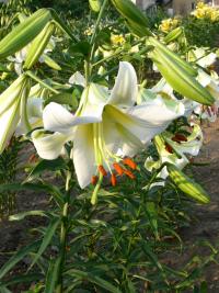 Lilie 'Ice Caves' - Aurelian hybridy