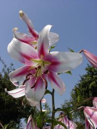 Lilie 'Starburst Sensation' - OT hybridy