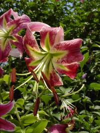 Lilie 'Vern's Beauty' - OT hybridy