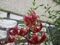 Lilium (Lilie 'Port Wine' - Martagon hybridy)