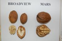Ořešák královský