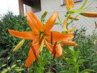 Lilium (Lilie - semenáč)